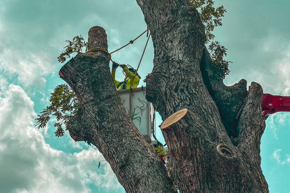 Tree Removal